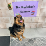 The Dogfather's Daycare logo